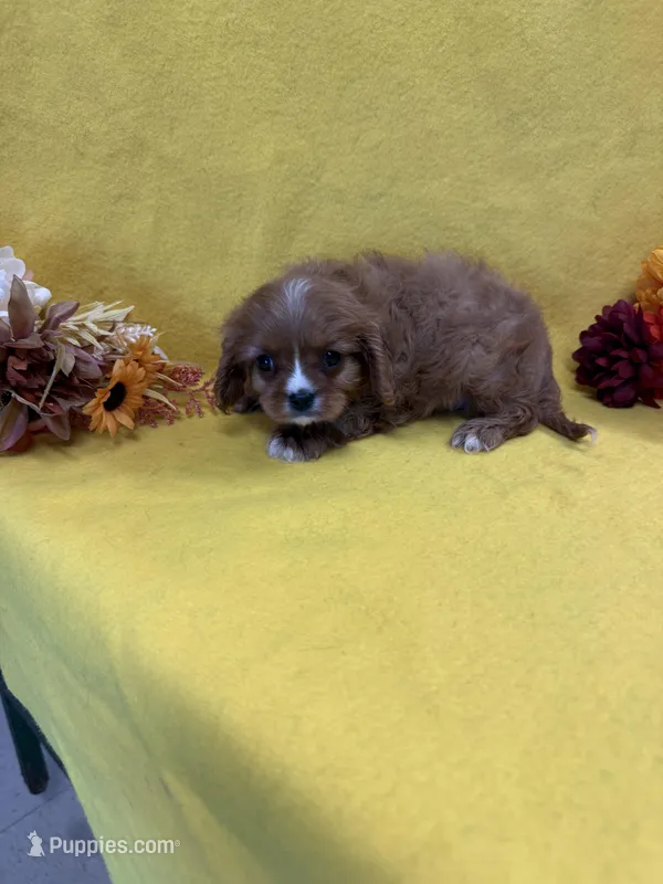 Dixie – Cavalier King Charles Spaniel puppy for sale in Vidalia, GA