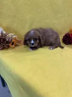 Dixie, a female Cavalier King Charles Spaniel for sale in Vidalia, GA – Photo 1 of 2