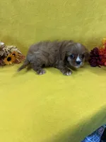 Dixie, a female Cavalier King Charles Spaniel for sale in Vidalia, GA – Photo 2 of 2