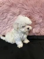 Tiny Lexy , a female Maltese for sale in Vidalia, GA – 4 of 4