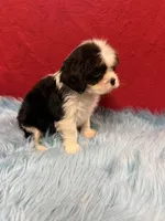 Marlow , a male Cavalier King Charles Spaniel for sale in Vidalia, GA – 3 of 4