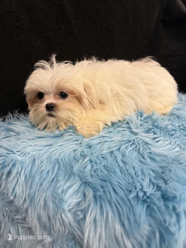 Benji, a male Shih Tzu for sale in Vidalia, GA – Photo 1 of 1
