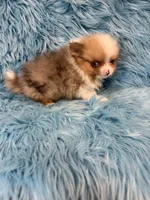 Ben, a male Pomeranian for sale in Vidalia, GA – Photo 2 of 2