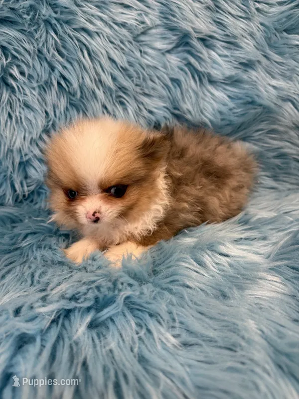 Ben, a male Pomeranian for sale in Vidalia, GA – Photo 1 of 2