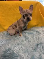 Brody, a male French Bulldog for sale in Vidalia, GA – 6 of 9
