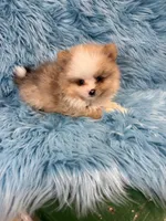 Kad, a male Pomeranian for sale in Vidalia, GA – Photo 1 of 2