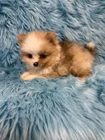 Kad, a male Pomeranian for sale in Vidalia, GA – Photo 2 of 2