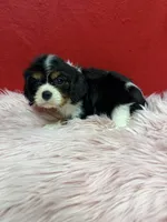 KeKe, a female Cavalier King Charles Spaniel for sale in Vidalia, GA – 4 of 4
