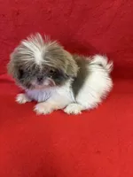Imperial, a female Shih Tzu for sale in Vidalia, GA – Photo 3 of 3