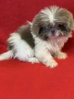 Imperial, a female Shih Tzu for sale in Vidalia, GA – Photo 2 of 3