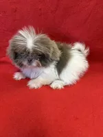 Imperial, a female Shih Tzu for sale in Vidalia, GA – Photo 1 of 3