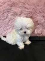Tiny Lexy , a female Maltese for sale in Vidalia, GA – 3 of 4