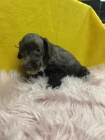 Bae, a female Miniature Schnauzer for sale in Vidalia, GA – 2 of 3