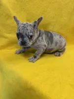 Brody, a male French Bulldog for sale in Vidalia, GA – 8 of 9