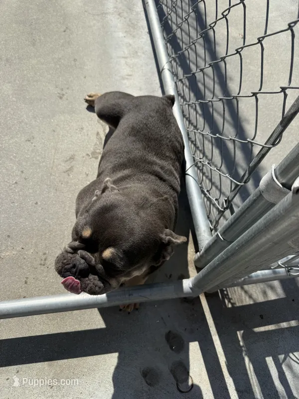 Bred – French Bulldog puppy for sale in Vidalia, GA