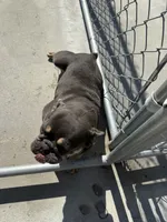 Bred, a  French Bulldog for sale in Vidalia, GA – 1 of 3