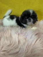 Blue Girl , a female Shih Tzu for sale in Vidalia, GA – Photo 2 of 3