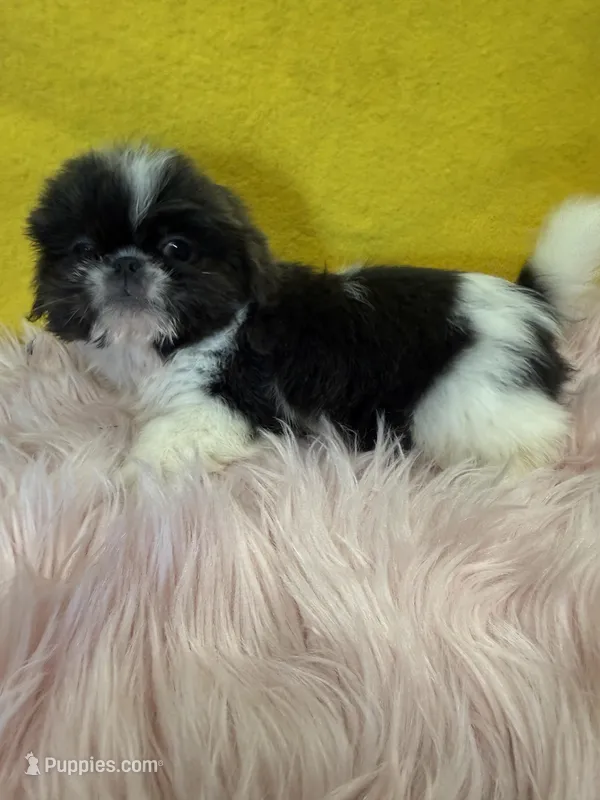 Blue Girl  – Shih Tzu puppy for sale in Vidalia, GA