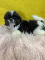 Blue Girl , a female Shih Tzu for sale in Vidalia, GA – Photo 3 of 3