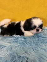 Landon , a male Shih Tzu for sale in Vidalia, GA – Photo 2 of 2