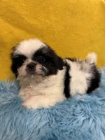 Landon , a male Shih Tzu for sale in Vidalia, GA – Photo 1 of 2