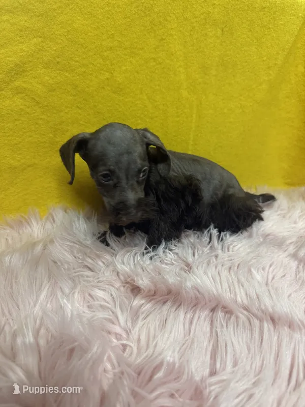 Stella  – Miniature Schnauzer puppy for sale in Vidalia, GA