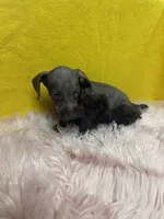 Stella , a female Miniature Schnauzer for sale in Vidalia, GA – 1 of 4