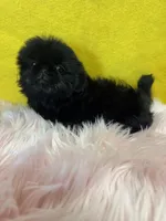 Cupcake , a female Shih Tzu for sale in Vidalia, GA – Photo 2 of 3