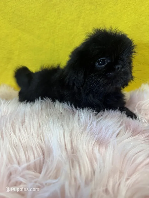 Cupcake  – Shih Tzu puppy for sale in Vidalia, GA