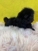 Cupcake , a female Shih Tzu for sale in Vidalia, GA – Photo 1 of 3