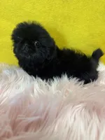 Cupcake , a female Shih Tzu for sale in Vidalia, GA – Photo 3 of 3