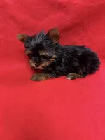 Peanut , a male Yorkshire Terrier for sale in Vidalia, GA – Photo 2 of 2