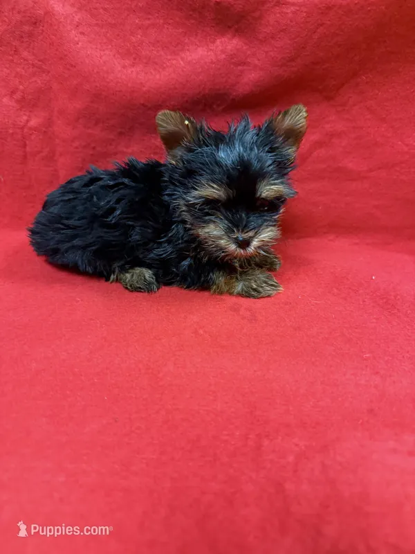 Peanut  – Yorkshire Terrier puppy for sale in Vidalia, GA