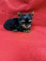 Peanut , a male Yorkshire Terrier for sale in Vidalia, GA – Photo 1 of 2