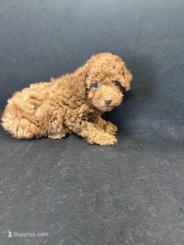 Stella , a female Poodle - Toy  for sale in Vidalia, GA – Photo 1 of 2