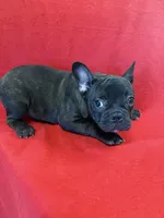 Moose, a male French Bulldog for sale in Vidalia, GA – Photo 3 of 4