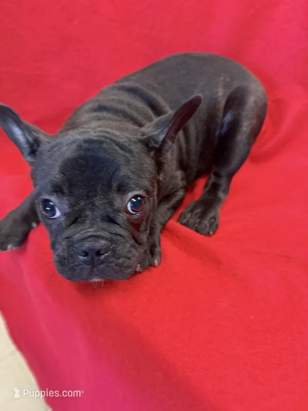 Moose – French Bulldog puppy for sale in Vidalia, GA