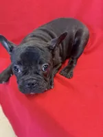Moose, a male French Bulldog for sale in Vidalia, GA – Photo 1 of 4