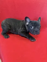 Moose, a male French Bulldog for sale in Vidalia, GA – Photo 2 of 4