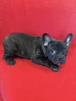 Moose, a male French Bulldog for sale in Vidalia, GA – Photo 4 of 4