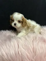 Little Annie , a female Cavalier King Charles Spaniel for sale in Vidalia, GA – 4 of 4