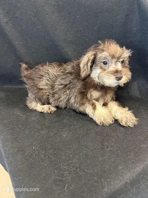 Charlie  – Miniature Schnauzer puppy for sale in Vidalia, GA