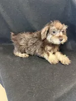 Charlie , a male Miniature Schnauzer for sale in Vidalia, GA – Photo 1 of 2