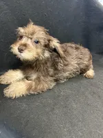 Charlie , a male Miniature Schnauzer for sale in Vidalia, GA – Photo 2 of 2