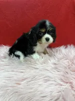 KeKe, a female Cavalier King Charles Spaniel for sale in Vidalia, GA – 2 of 4