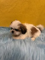 Tiny Kaiden, a male Shih Tzu for sale in Vidalia, GA – 1 of 4