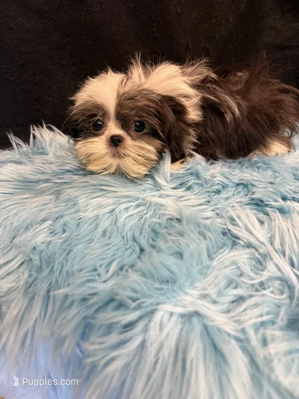 Bandit – Shih Tzu puppy for sale in Vidalia, GA