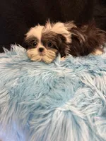 Bandit, a male Shih Tzu for sale in Vidalia, GA – Photo 1 of 2