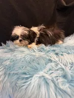 Bandit, a male Shih Tzu for sale in Vidalia, GA – Photo 2 of 2