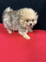 Sable Merle, a male Pomeranian for sale in Vidalia, GA – Photo 4 of 6
